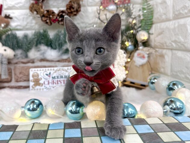 兵庫県のロシアンブルー (ワンキャラット アミーゴ姫路花田店/2025年9月12日生まれ/女の子/ブルー)の子猫の2枚目の画像