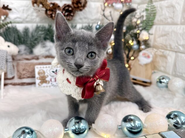 兵庫県のロシアンブルー (ワンキャラット アミーゴ姫路花田店/2025年9月12日生まれ/女の子/ブルー)の子猫の1枚目の画像