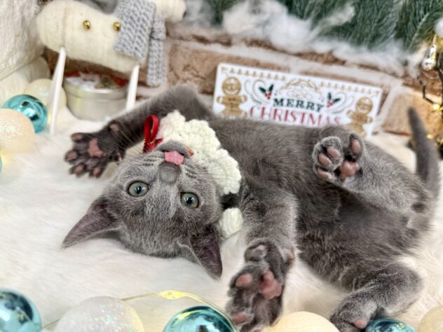 兵庫県のロシアンブルー (ワンキャラット アミーゴ姫路花田店/2025年9月12日生まれ/女の子/ブルー)の子猫の4枚目の画像