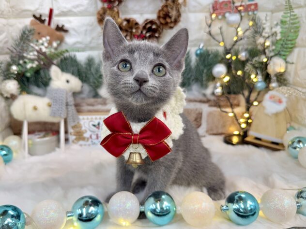 兵庫県のロシアンブルー (ワンキャラット アミーゴ姫路花田店/2025年9月12日生まれ/女の子/ブルー)の子猫の3枚目の画像