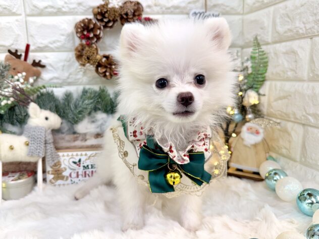 兵庫県のポメラニアン (ワンキャラット アミーゴ姫路花田店/2025年8月20日生まれ/男の子/クリーム)の子犬の1枚目の画像