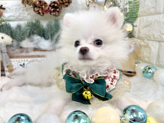 兵庫県のポメラニアン (ワンキャラット アミーゴ姫路花田店/2025年8月20日生まれ/男の子/クリーム)の子犬の2枚目の画像