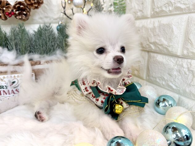 兵庫県のポメラニアン (ワンキャラット アミーゴ姫路花田店/2025年8月20日生まれ/男の子/クリーム)の子犬の3枚目の画像