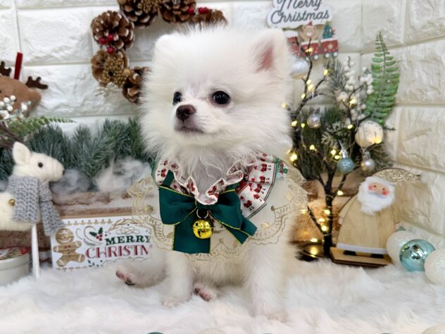 兵庫県のポメラニアン (ワンキャラット アミーゴ姫路花田店/2025年8月20日生まれ/男の子/クリーム)の子犬の4枚目の画像