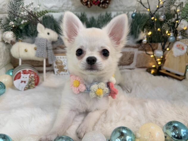 兵庫県のチワワ(ロング) (ワンキャラット アミーゴ姫路花田店/2025年8月29日生まれ/女の子/クリーム)の子犬の1枚目の画像