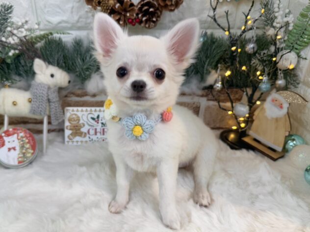 兵庫県のチワワ(ロング) (ワンキャラット アミーゴ姫路花田店/2025年8月29日生まれ/女の子/クリーム)の子犬の4枚目の画像