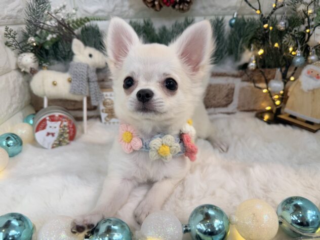 兵庫県のチワワ(ロング) (ワンキャラット アミーゴ姫路花田店/2025年8月29日生まれ/女の子/クリーム)の子犬の2枚目の画像