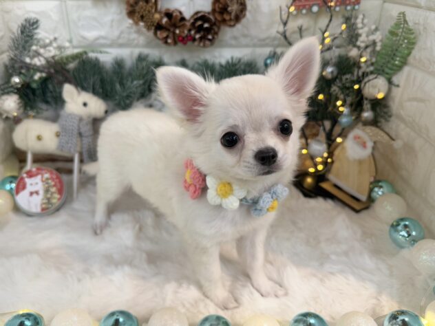 兵庫県のチワワ(ロング) (ワンキャラット アミーゴ姫路花田店/2025年8月29日生まれ/女の子/クリーム)の子犬の3枚目の画像