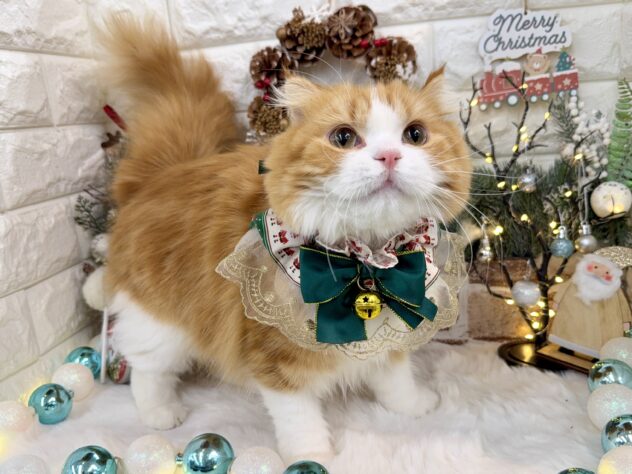 兵庫県のスコティッシュフォールド (ワンキャラット アミーゴ姫路花田店/2024年12月1日生まれ/女の子/レッドタビーホワイト)の子猫の3枚目の画像