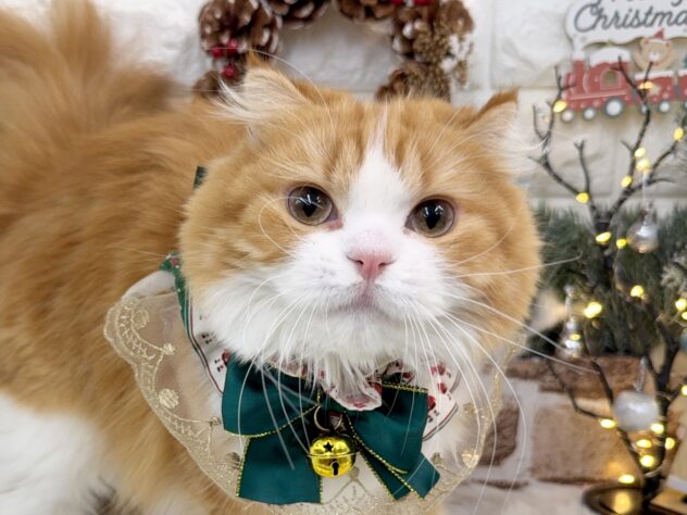 兵庫県のスコティッシュフォールド (ワンキャラット アミーゴ姫路花田店/2024年12月1日生まれ/女の子/レッドタビーホワイト)の子猫の1枚目の画像