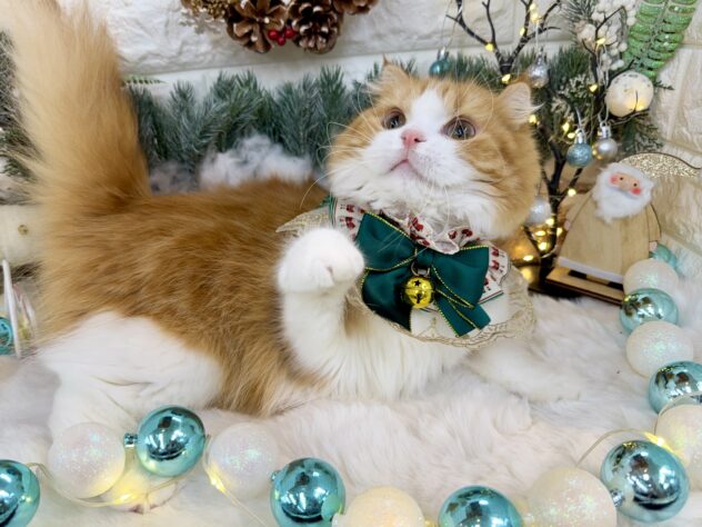 兵庫県のスコティッシュフォールド (ワンキャラット アミーゴ姫路花田店/2024年12月1日生まれ/女の子/レッドタビーホワイト)の子猫の4枚目の画像