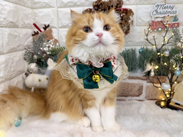 兵庫県のスコティッシュフォールド (ワンキャラット アミーゴ姫路花田店/2024年12月1日生まれ/女の子/レッドタビーホワイト)の子猫の2枚目の画像