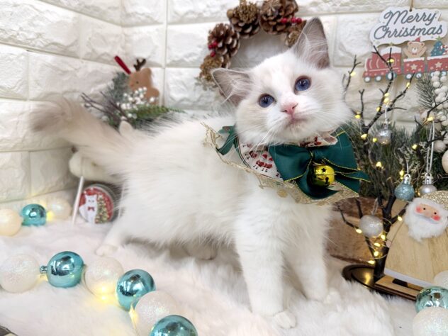 兵庫県のラグドール (ワンキャラット アミーゴ姫路花田店/2025年8月16日生まれ/女の子/ブルーポイントバイカラー)の子猫の3枚目の画像