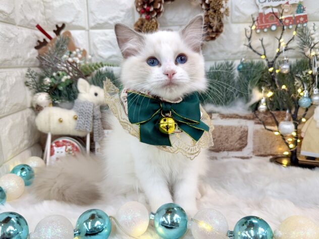 兵庫県のラグドール (ワンキャラット アミーゴ姫路花田店/2025年8月16日生まれ/女の子/ブルーポイントバイカラー)の子猫の1枚目の画像