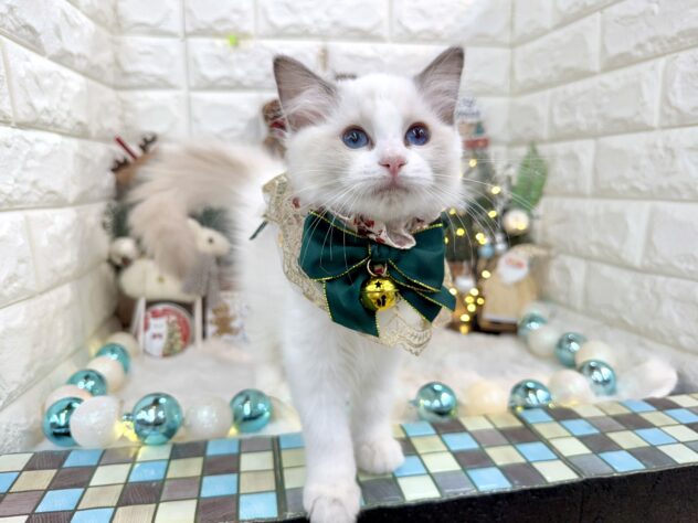 兵庫県のラグドール (ワンキャラット アミーゴ姫路花田店/2025年8月16日生まれ/女の子/ブルーポイントバイカラー)の子猫の4枚目の画像