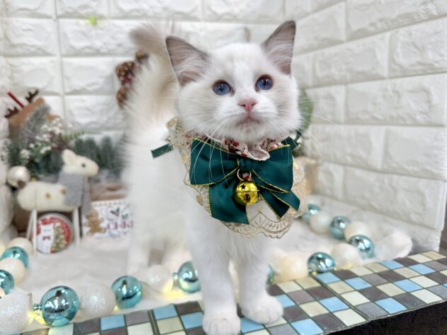 兵庫県のラグドール (ワンキャラット アミーゴ姫路花田店/2025年8月16日生まれ/女の子/ブルーポイントバイカラー)の子猫の2枚目の画像