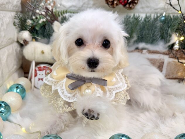 兵庫県のハーフ犬・ミックス犬 (ワンキャラット アミーゴ姫路花田店/2025年6月28日生まれ/女の子/ホワイト)の子犬の2枚目の画像