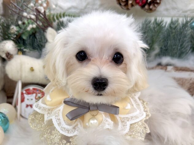 兵庫県のハーフ犬・ミックス犬 (ワンキャラット アミーゴ姫路花田店/2025年6月28日生まれ/女の子/ホワイト)の子犬の1枚目の画像