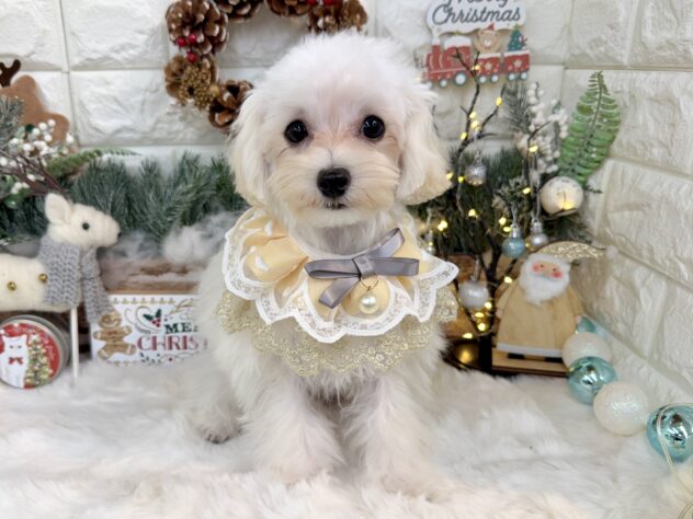 兵庫県のハーフ犬・ミックス犬 (ワンキャラット アミーゴ姫路花田店/2025年6月28日生まれ/女の子/ホワイト)の子犬の3枚目の画像