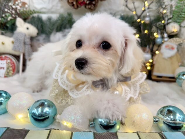 兵庫県のハーフ犬・ミックス犬 (ワンキャラット アミーゴ姫路花田店/2025年6月28日生まれ/女の子/ホワイト)の子犬の4枚目の画像