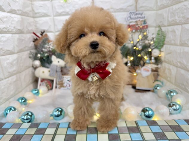 兵庫県のトイプードル(トイ) (ワンキャラット アミーゴ姫路花田店/2025年8月27日生まれ/女の子/オレンジフォーン)の子犬の2枚目の画像