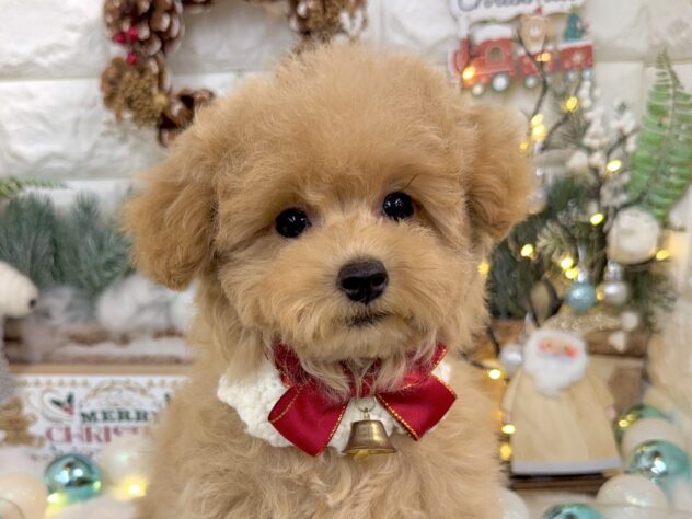 兵庫県のトイプードル(トイ) (ワンキャラット アミーゴ姫路花田店/2025年8月27日生まれ/女の子/オレンジフォーン)の子犬の1枚目の画像