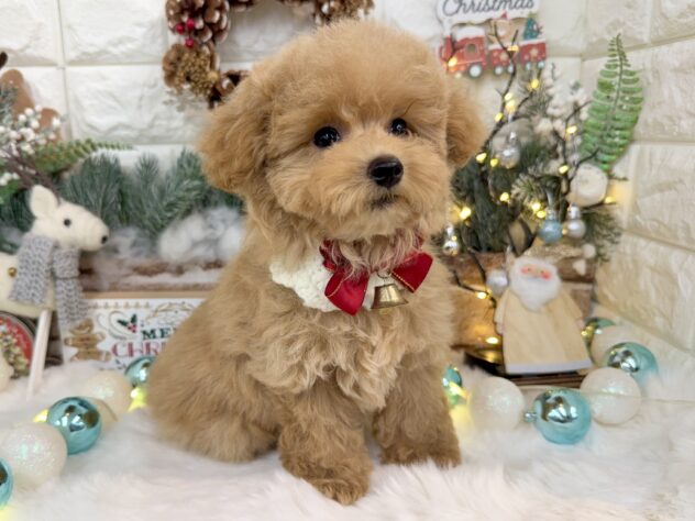 兵庫県のトイプードル(トイ) (ワンキャラット アミーゴ姫路花田店/2025年8月27日生まれ/女の子/オレンジフォーン)の子犬の3枚目の画像