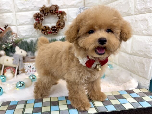 兵庫県のトイプードル(トイ) (ワンキャラット アミーゴ姫路花田店/2025年8月27日生まれ/女の子/オレンジフォーン)の子犬の4枚目の画像