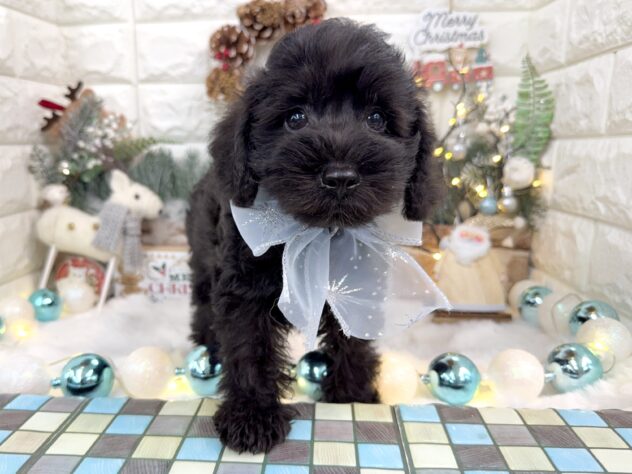 兵庫県のハーフ犬・ミックス犬 (ワンキャラット アミーゴ姫路花田店/2025年10月1日生まれ/男の子/ブラックホワイト)の子犬の2枚目の画像