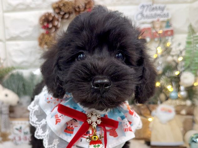 兵庫県のハーフ犬・ミックス犬 (ワンキャラット アミーゴ姫路花田店/2025年10月1日生まれ/男の子/ブラックホワイト)の子犬の1枚目の画像