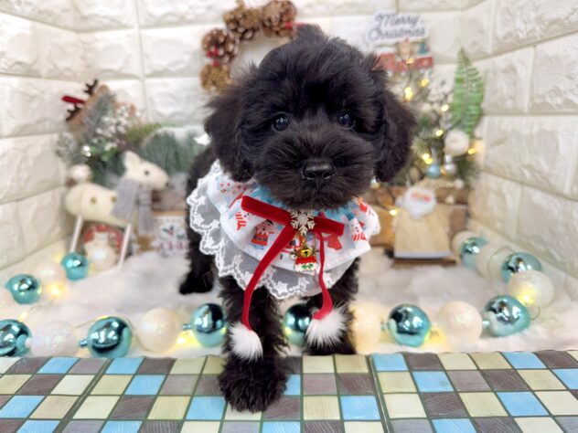 兵庫県のハーフ犬・ミックス犬 (ワンキャラット アミーゴ姫路花田店/2025年10月1日生まれ/男の子/ブラックホワイト)の子犬の3枚目の画像