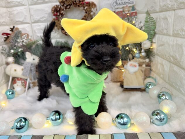 兵庫県のハーフ犬・ミックス犬 (ワンキャラット アミーゴ姫路花田店/2025年10月1日生まれ/男の子/ブラックホワイト)の子犬の4枚目の画像