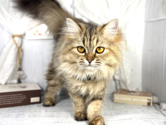 香川県のミヌエット (ワンキャラット アミーゴ屋島店/2025年3月20日生まれ/女の子/ブラウンパッチドタビーホワイト)の子猫の2枚目の画像