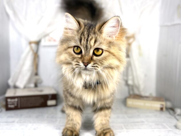 香川県のミヌエット (ワンキャラット アミーゴ屋島店/2025年3月20日生まれ/女の子/ブラウンパッチドタビーホワイト)の子猫の1枚目の画像