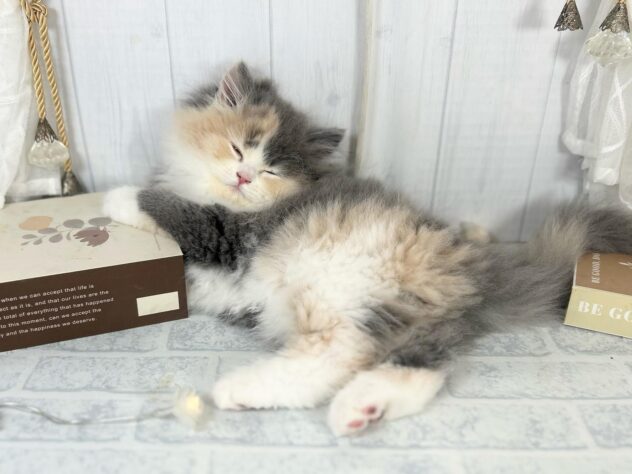 香川県のスコティッシュフォールド (ワンキャラット アミーゴ屋島店/2025年9月6日生まれ/女の子/ダイリュートキャリコ)の子猫の3枚目の画像