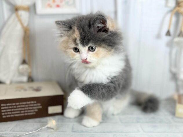 香川県のスコティッシュフォールド (ワンキャラット アミーゴ屋島店/2025年9月6日生まれ/女の子/ダイリュートキャリコ)の子猫の2枚目の画像