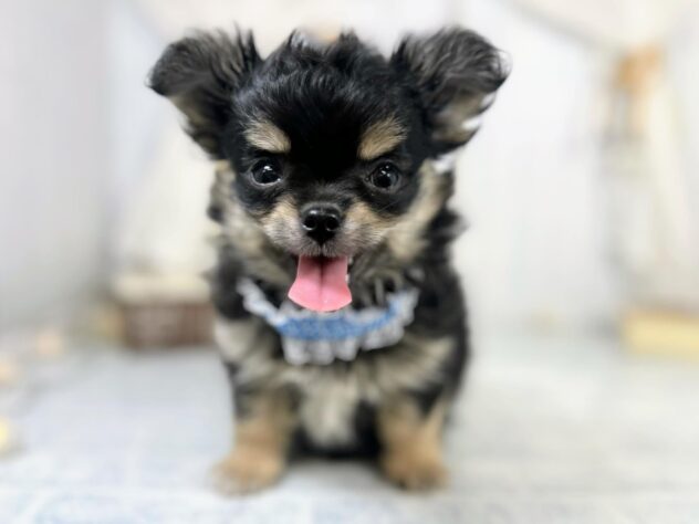 2025年9月9日生まれのチワワ(ロング)