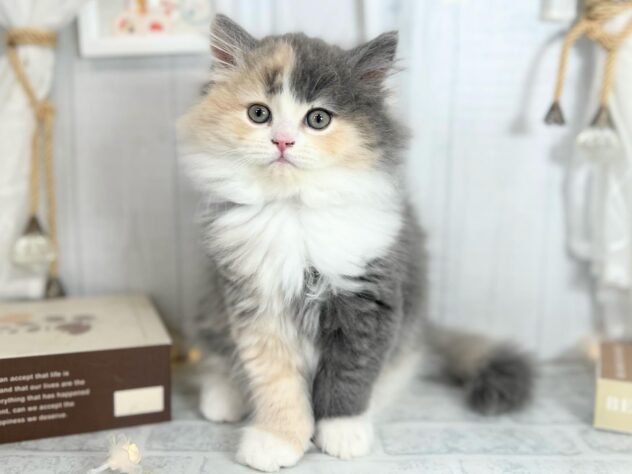 香川県のスコティッシュフォールド (ワンキャラット アミーゴ屋島店/2025年9月6日生まれ/女の子/ダイリュートキャリコ)の子猫の1枚目の画像