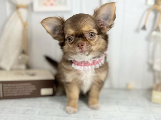 香川県のチワワ(ロング) (ワンキャラット アミーゴ屋島店/2025年8月17日生まれ/女の子/チョコレートタンホワイト)の子犬の1枚目の画像