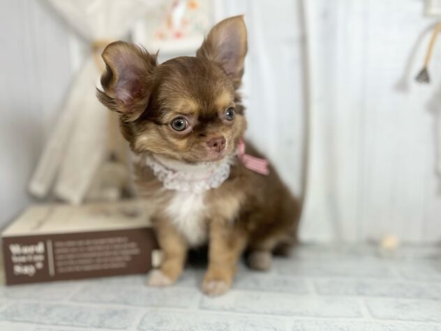 香川県のチワワ(ロング) (ワンキャラット アミーゴ屋島店/2025年8月17日生まれ/女の子/チョコレートタンホワイト)の子犬の2枚目の画像