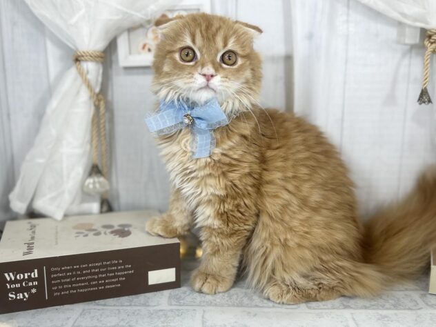 香川県のスコティッシュフォールド (ワンキャラット アミーゴ屋島店/2025年7月1日生まれ/女の子/レッドタビーホワイト)の子猫