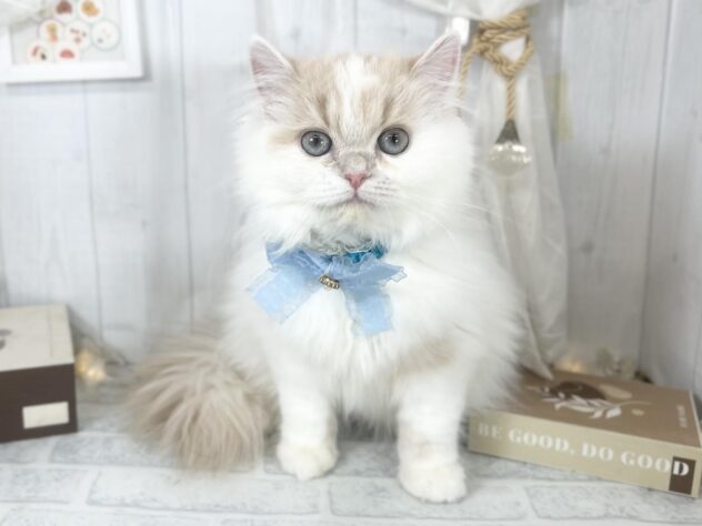 香川県のミヌエット (ワンキャラット アミーゴ屋島店/2025年6月14日生まれ/女の子/クリームタビーホワイト)の子猫