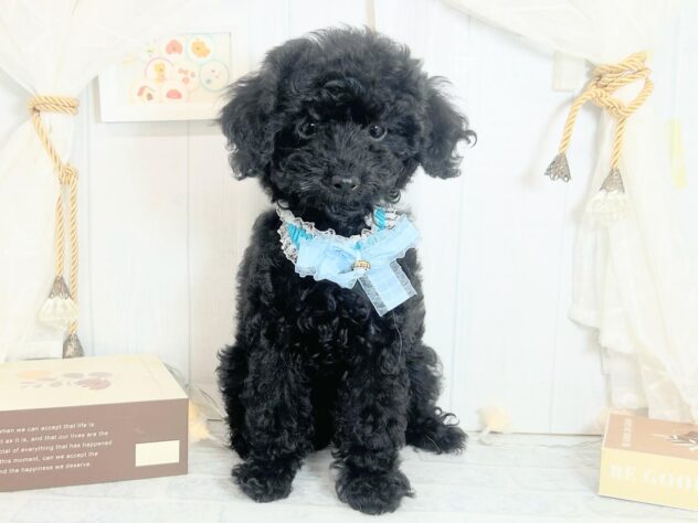 香川県のトイプードル(トイ) (ワンキャラット アミーゴ屋島店/2025年7月28日生まれ/女の子/ブラック)の子犬