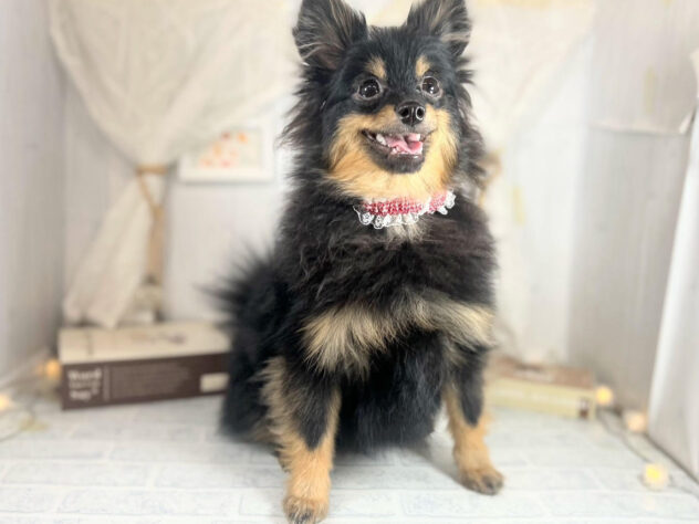 香川県のポメラニアン (ワンキャラット アミーゴ屋島店/2025年4月6日生まれ/女の子/ブラックタン)の子犬