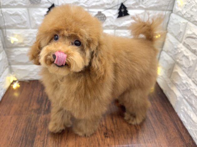 兵庫県のトイプードル(トイ) (ワンキャラット アミーゴ姫路飾磨店/2025年7月23日生まれ/女の子/レッドフォーン)の子犬の2枚目の画像