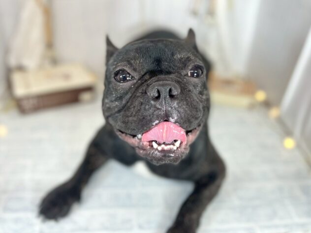 香川県のフレンチブルドッグ (ワンキャラット アミーゴ屋島店/2025年2月21日生まれ/男の子/ブリンドル)の子犬