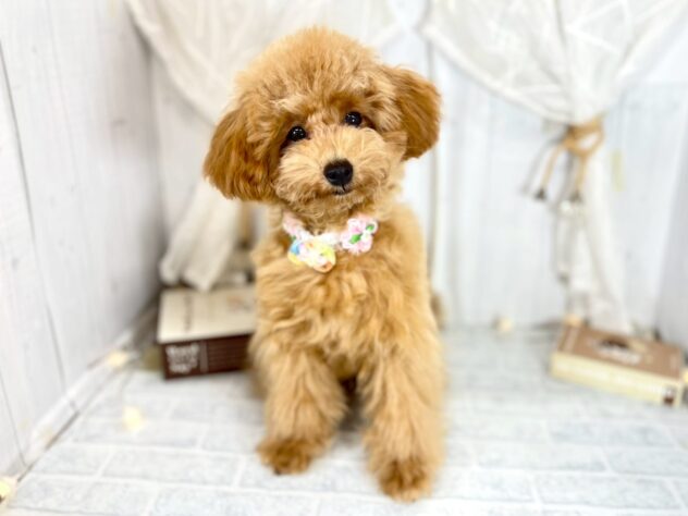 香川県のトイプードル(トイ) (ワンキャラット アミーゴ屋島店/2025年5月24日生まれ/女の子/オレンジフォーン)の子犬