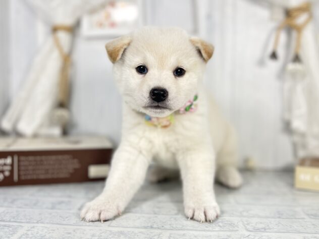 香川県の豆柴 (ワンキャラット アミーゴ屋島店/2025年9月20日生まれ/女の子/白)の子犬