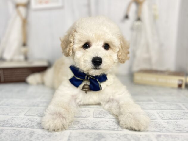 香川県のミディアムプードル (ワンキャラット アミーゴ屋島店/2025年9月20日生まれ/男の子/ペールフォーン)の子犬の2枚目の画像