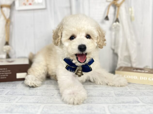 香川県のミディアムプードル (ワンキャラット アミーゴ屋島店/2025年9月20日生まれ/男の子/ペールフォーン)の子犬の1枚目の画像